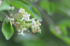 Citharexylum berlandieri