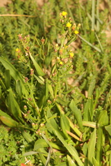 Tripolium pannonicum