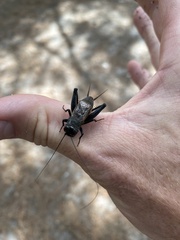 Gryllus pennsylvanicus