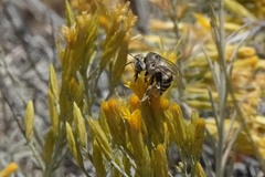 Anthophora urbana