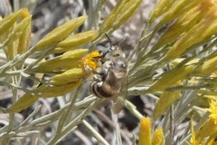 Anthophora urbana