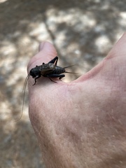 Gryllus pennsylvanicus