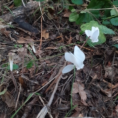 Cyclamen hederifolium