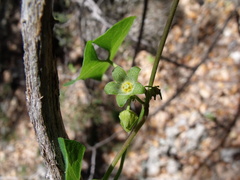 Matelea edwardsensis