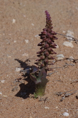 Lachenalia