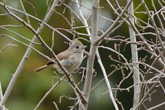 Baeolophus inornatus