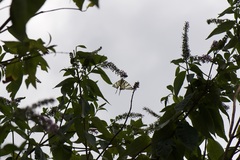 Iphiclides podalirius