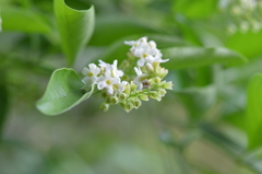 Citharexylum berlandieri