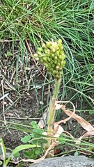 Sorghum bicolor