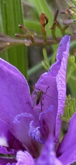Orthoptera