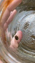 Gelastocoris oculatus