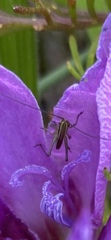 Orthoptera