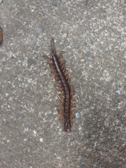 Scolopendra subspinipes