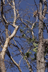 Loranthaceae