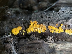 Calycina