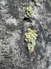 Sedum dasyphyllum