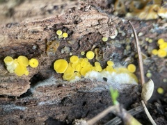 Calycina