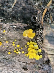Calycina