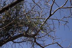 Loranthaceae