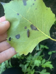 Paraulacizes irrorata