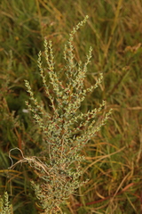 Suaeda maritima