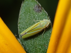 Graphocephala versuta