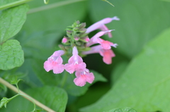 Salvia coccinea