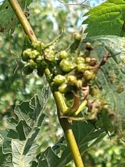 Daktulosphaira vitifoliae