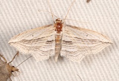 Arcobara multilineata