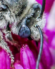 Melissodes denticulatus