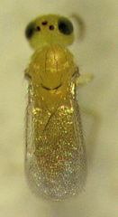 Aphytis