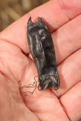 Scyliorhinus canicula