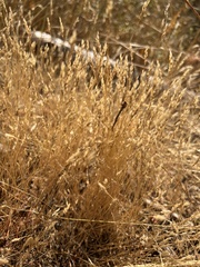 Bromus hordeaceus