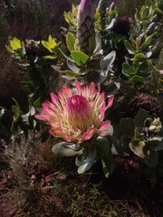 Protea eximia
