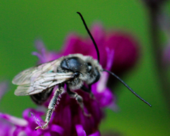 Melissodes denticulatus