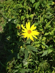 Helianthus hirsutus