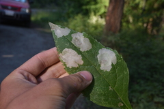 Astrotischeria occidentalis