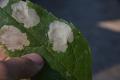 Astrotischeria occidentalis
