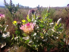 Protea eximia