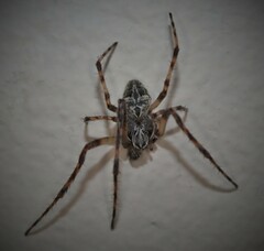 Larinioides sclopetarius