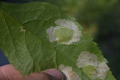 Astrotischeria occidentalis