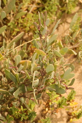 Atriplex portulacoides
