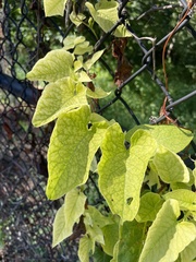 Aristolochia macrophylla