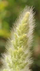 Polypogon monspeliensis