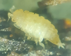 Haplophthalmus danicus