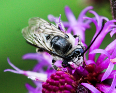 Melissodes denticulatus
