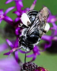 Melissodes denticulatus