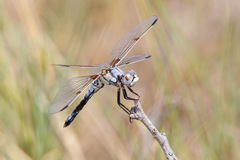 Libellula composita