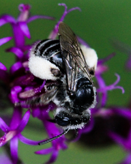 Melissodes denticulatus