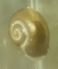 Limacoidei